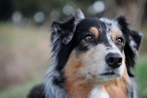 Futter für Australian Shepherd