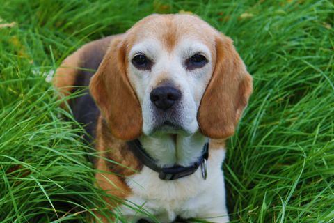 Bestes Hundefutter für Beagle