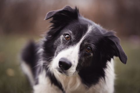 Futter für Border Collie