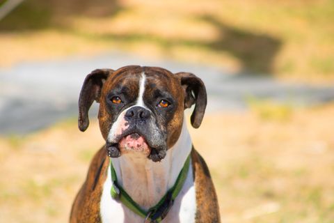 Bestes Hundefutter für Boxer