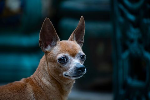 Futter für Chihuahua