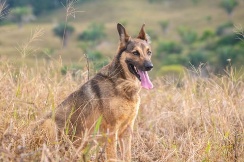 Futter für Deutscher Schäferhund