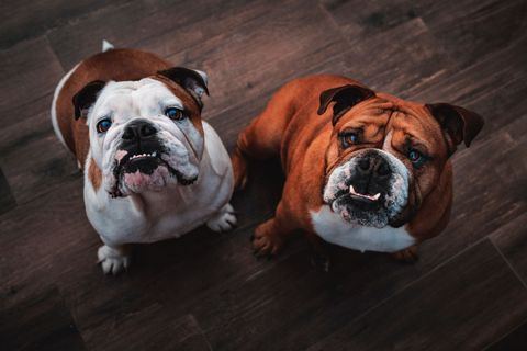 Futter für Englische Bulldoggen
