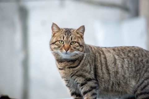 Futter für Europäisch Kurzhaar
