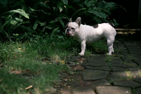 Futter für Französische Bulldogge