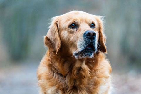 Futter für Golden Retriever
