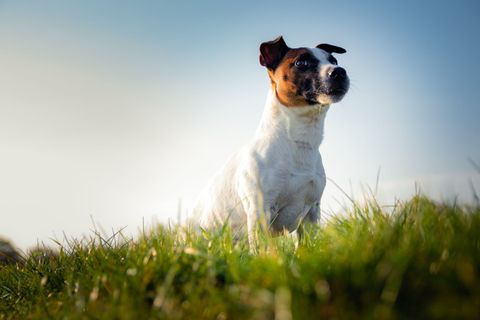 Futter für Jack Russell Terrier