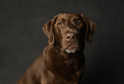 Futter für Labrador Retriever