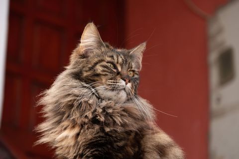 Futter für Maine Coon
