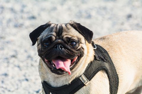 Bestes Hundefutter für Mops