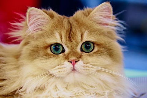 Futter für Perserkatze