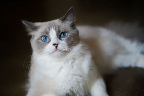 Futter für Ragdoll