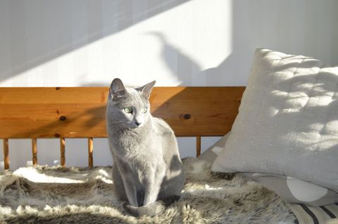 Futter für Russisch Blau