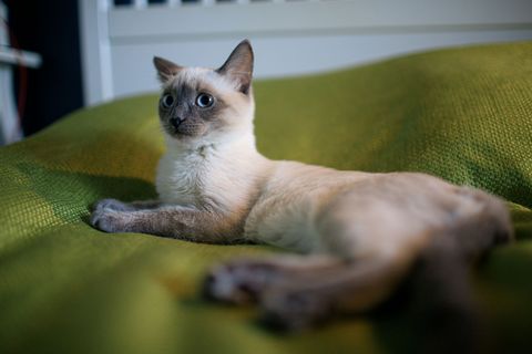 Futter für Siamkatze