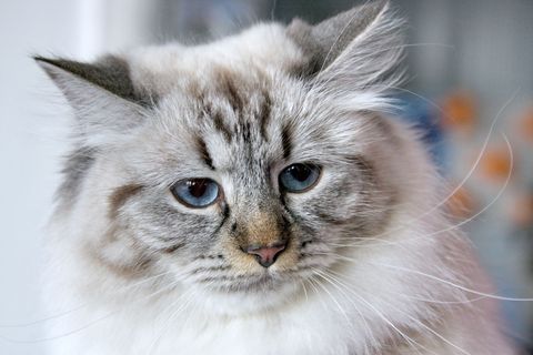 Futter für Sibirische Katzen
