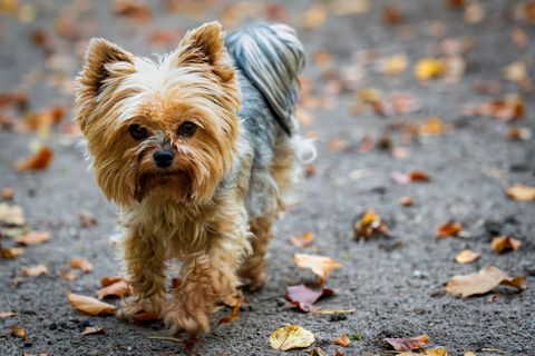 Futter für Yorkshire Terrier