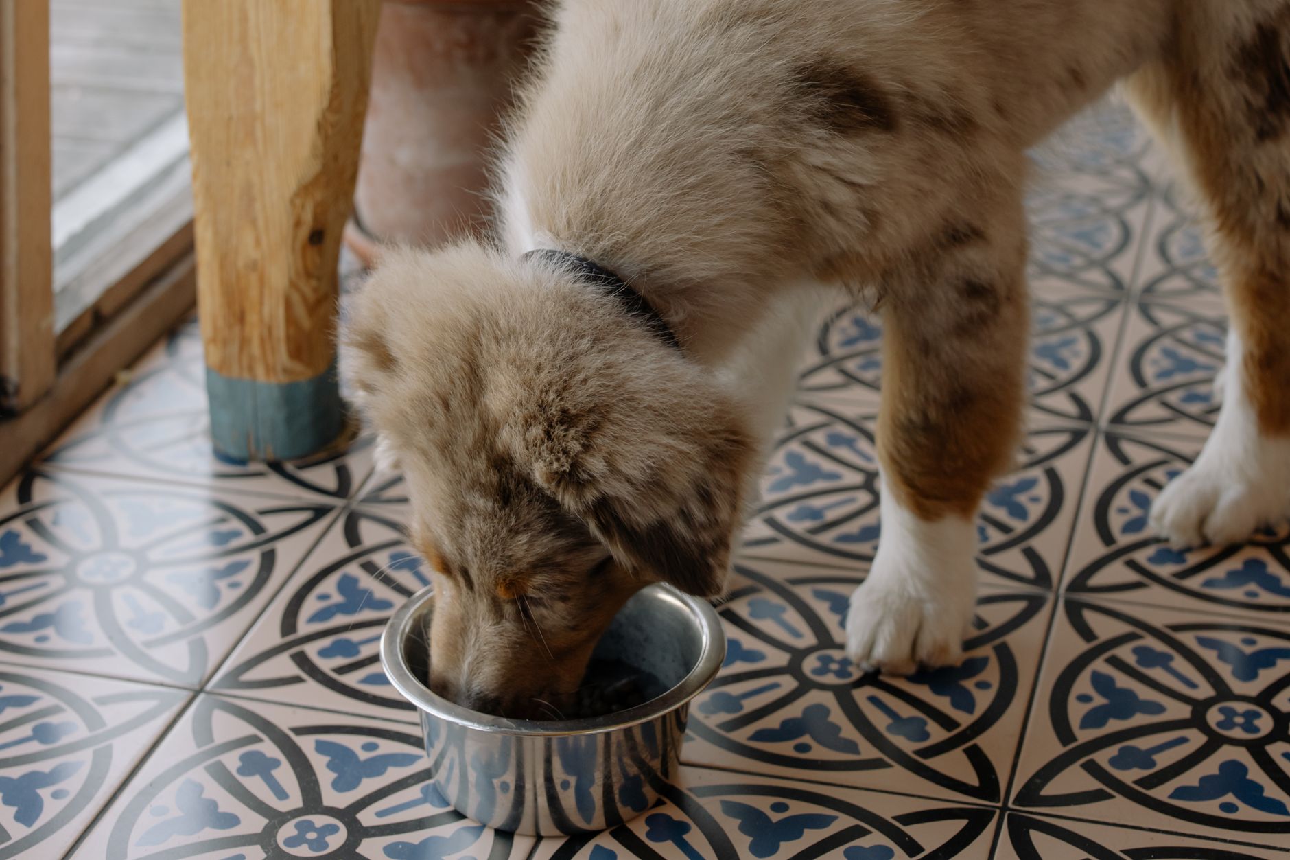 Australian-Shepherd-Welpe frisst Trockenfutter aus einem Edelstahlnapf