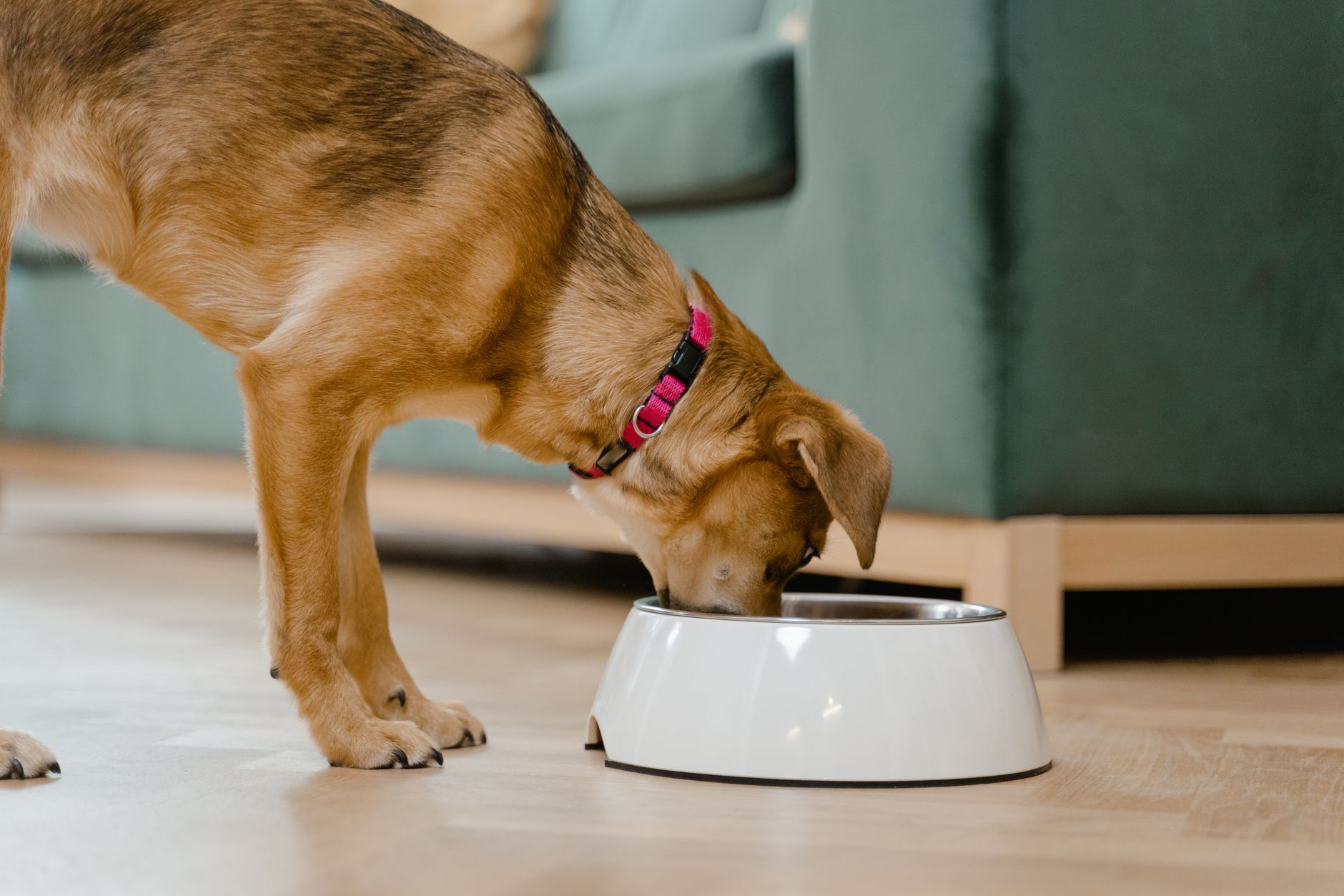 Hund mit pinkem Halsband frisst Trockenfutter aus einem weißen Napf im Wohnzimmer