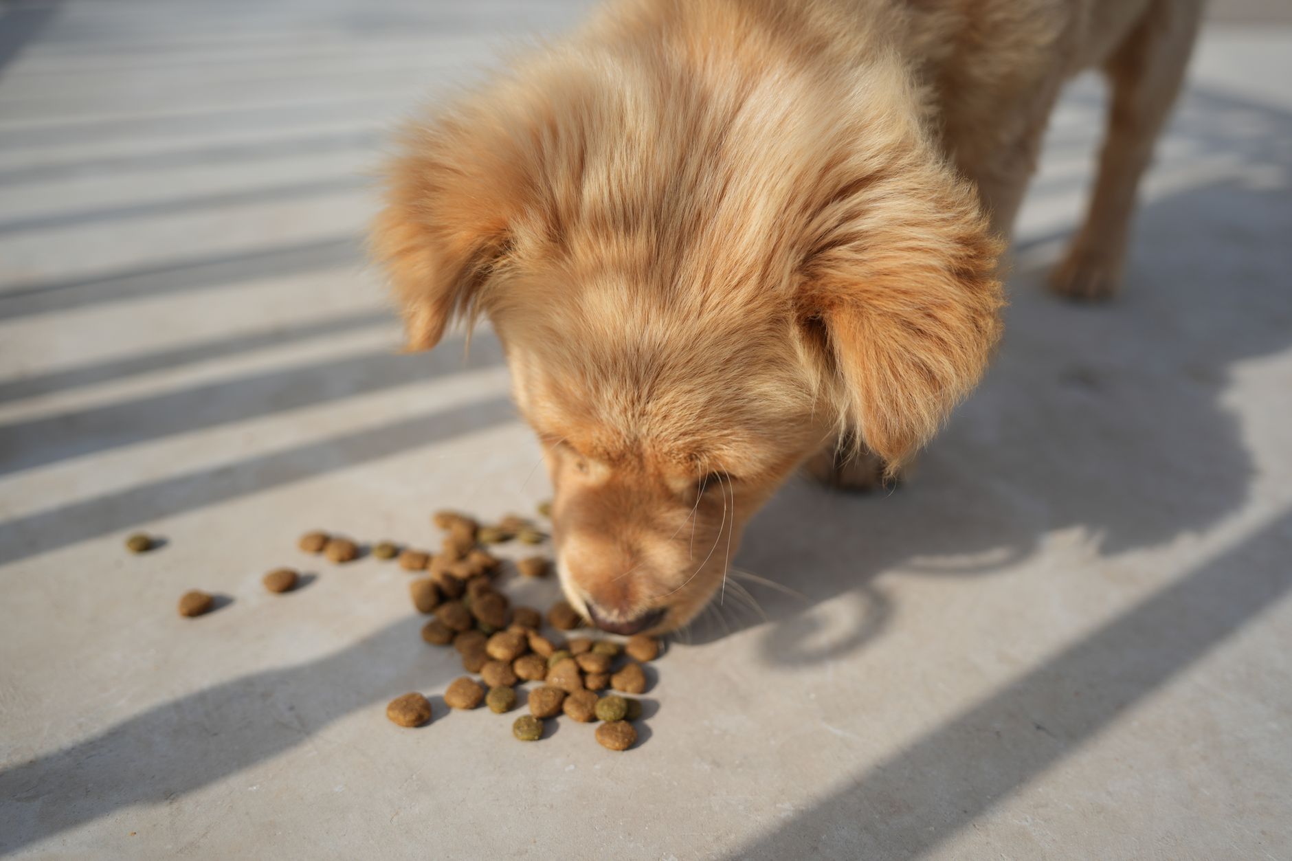 Junger Hund frisst Trockenfutter-Kroketten vom Boden in der Sonne